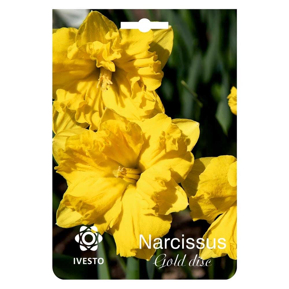 Цветни есенни луковици Ivesto нарцис Gold disc