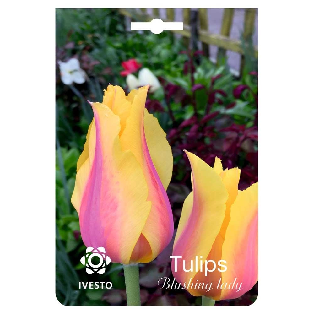Цветни есенни луковици Ivesto лале Blushing lady