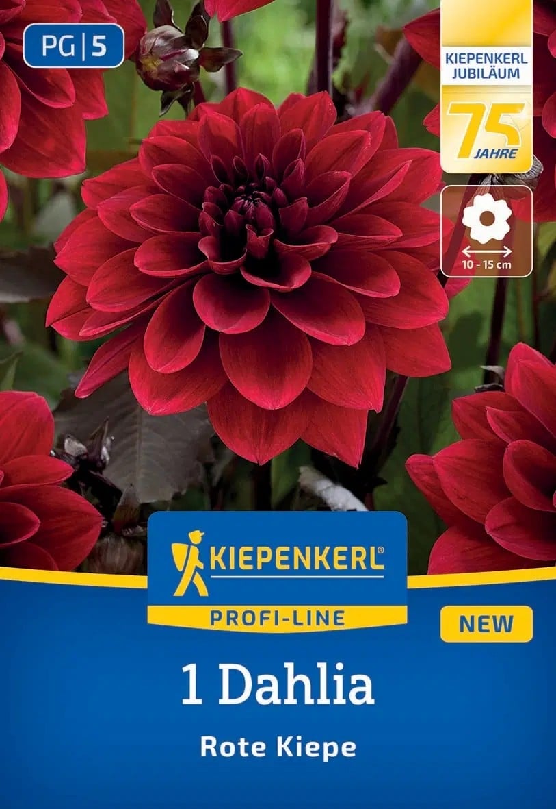 Луковица далия Rote Kiepe