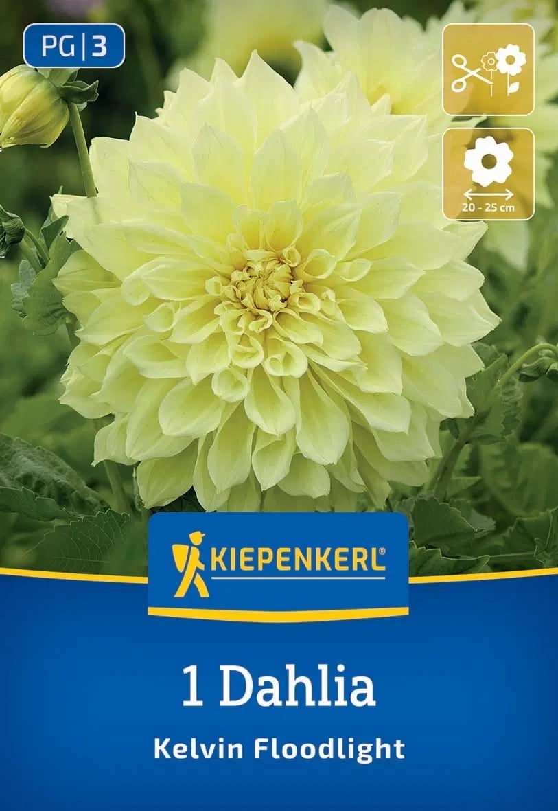 Луковица далия Kelvin Floodlight