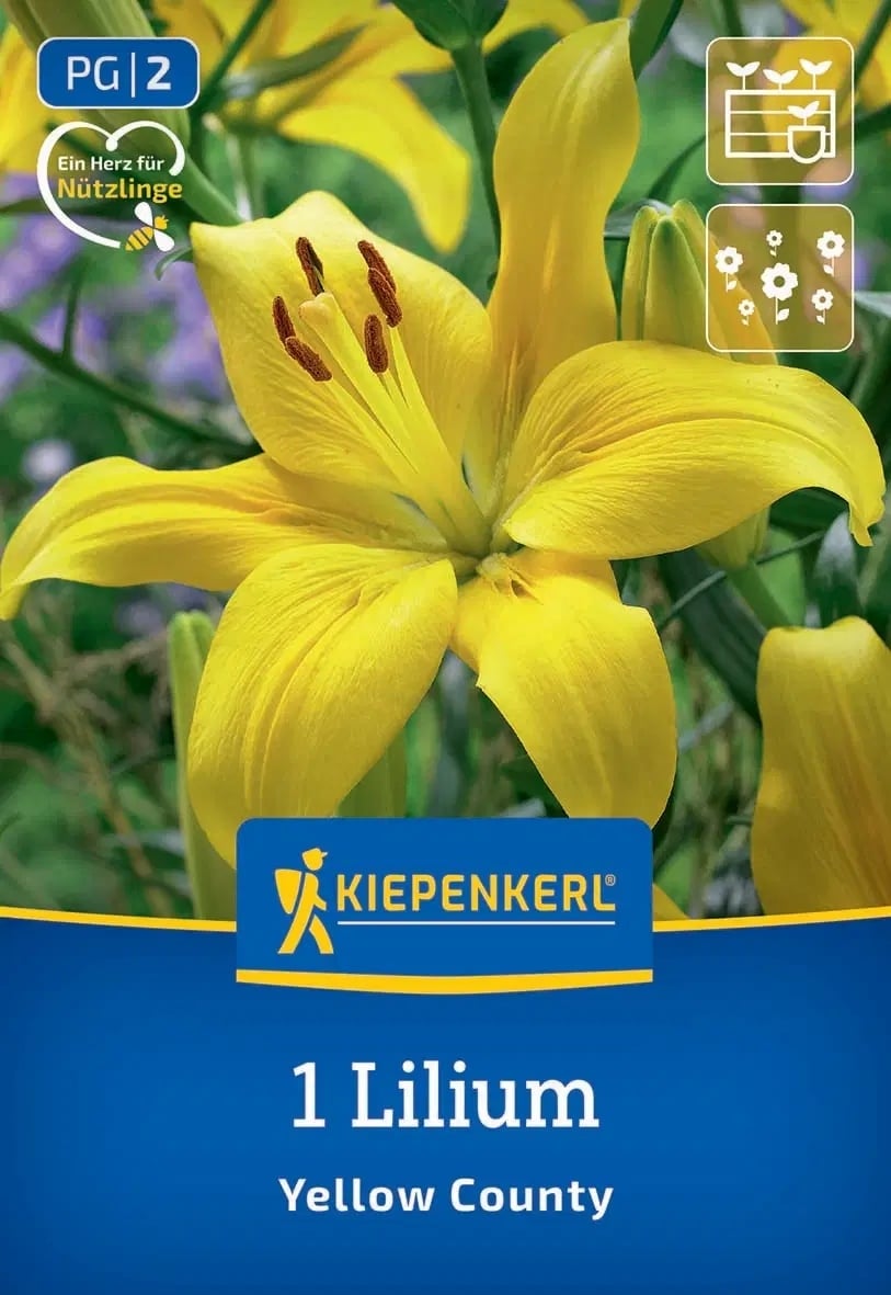 Луковица лилиум Yellow County