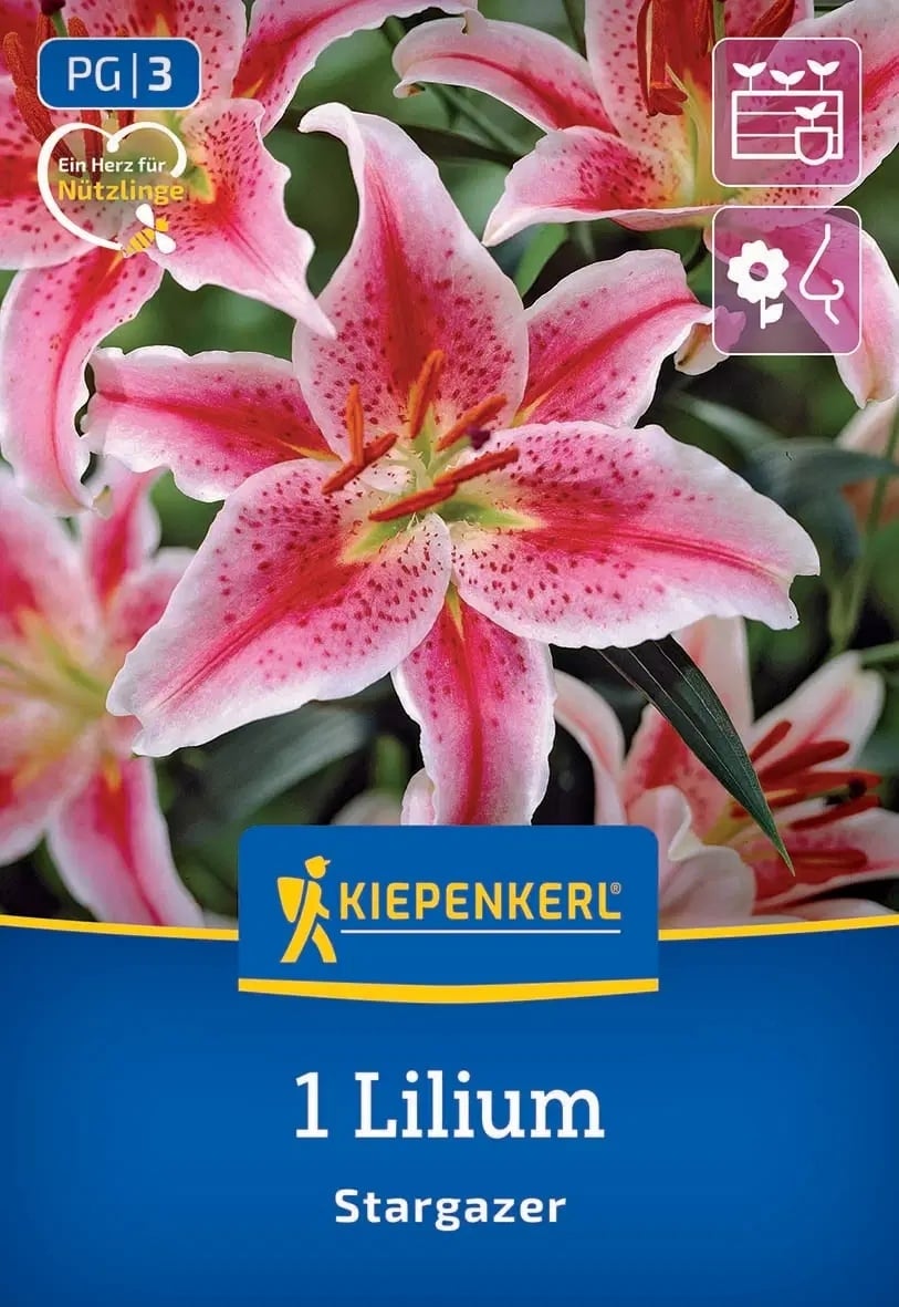 Луковица лилиум Stargazer