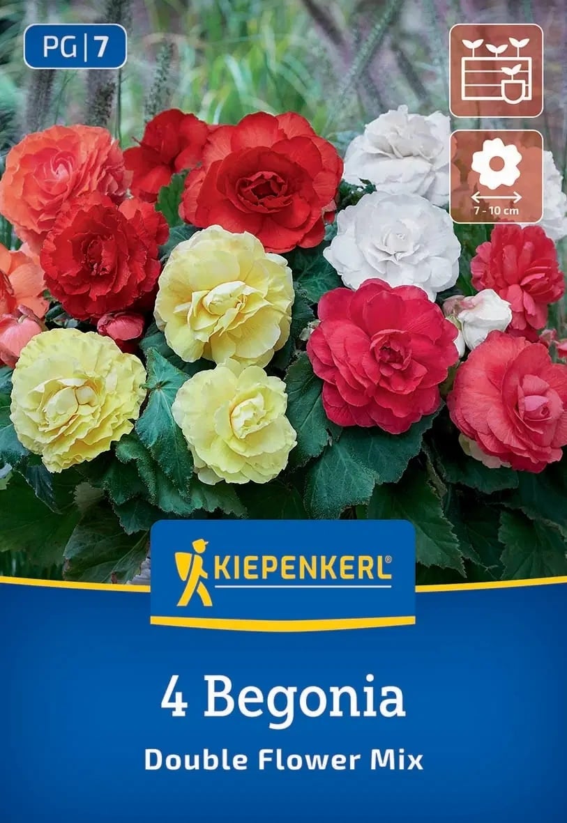 Грудки бегония микс 4 броя
