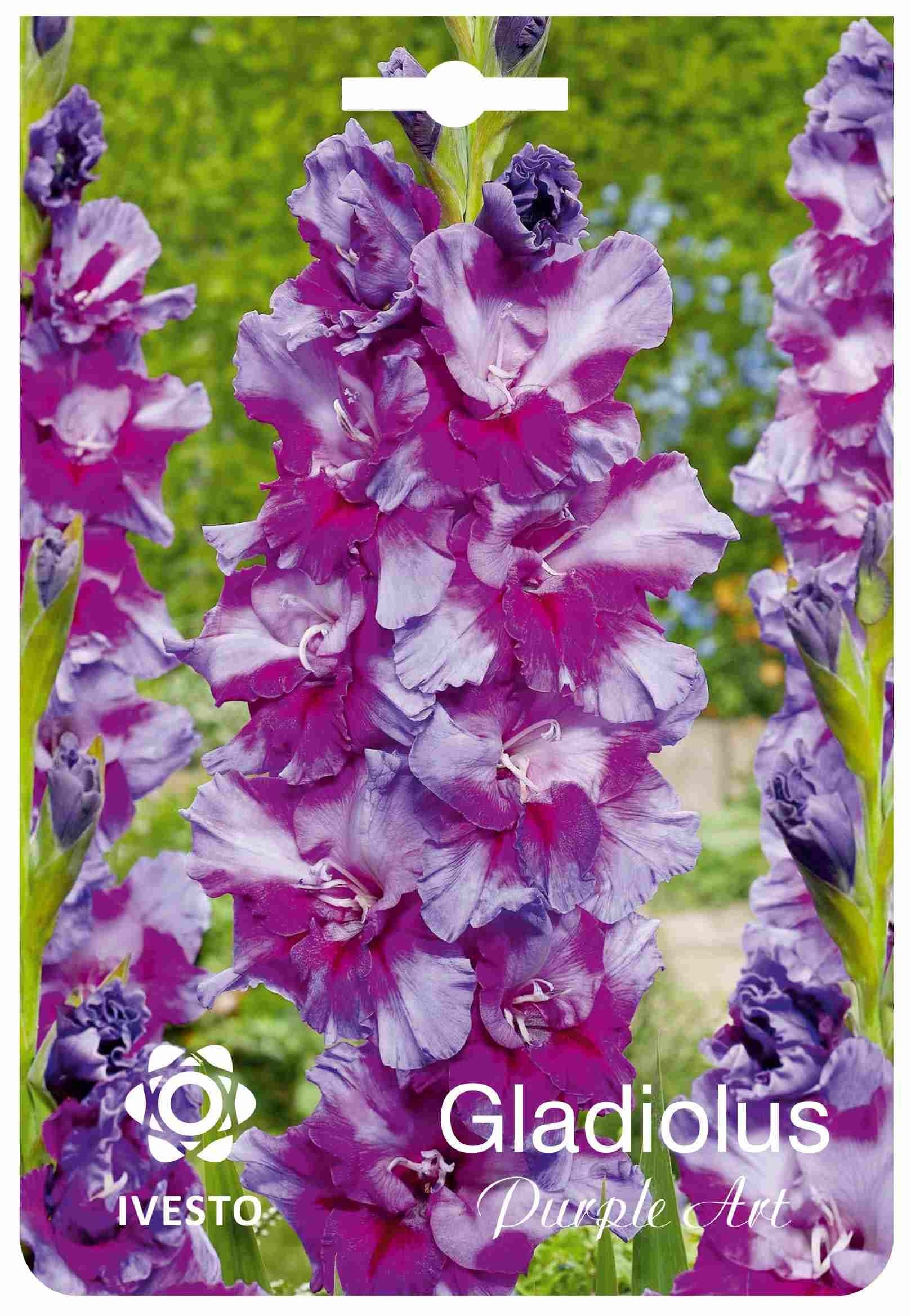 Гладиола Purple Art