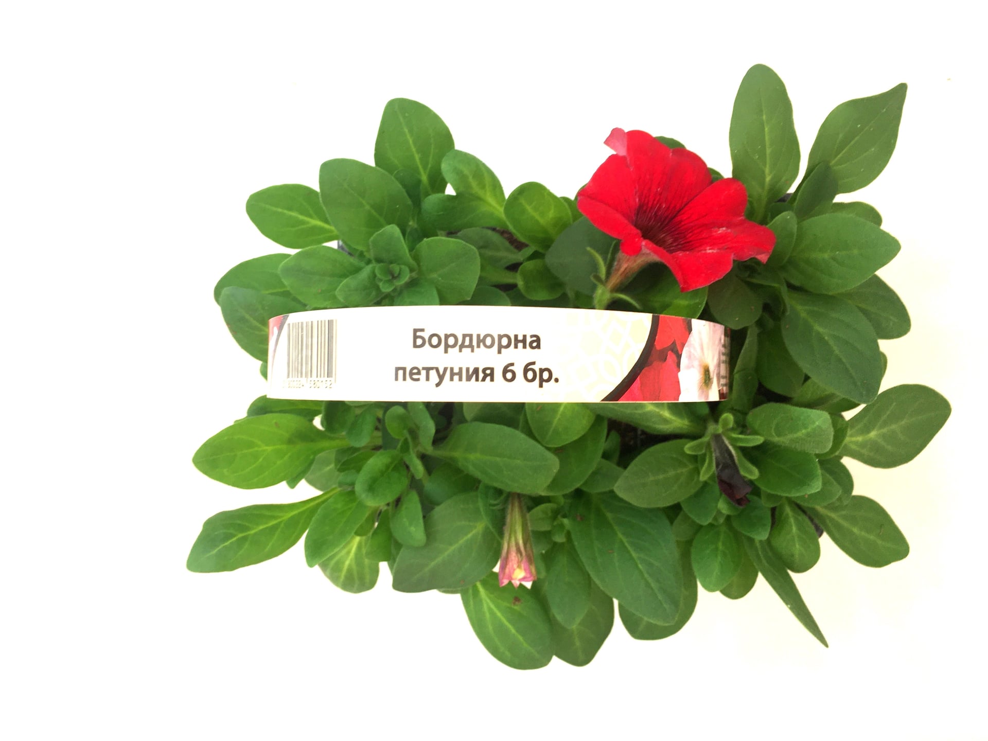 Бордюрна петуния 6 броя