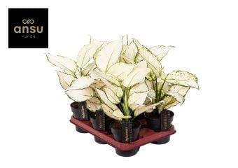 Аглаонема White joy саксия №12