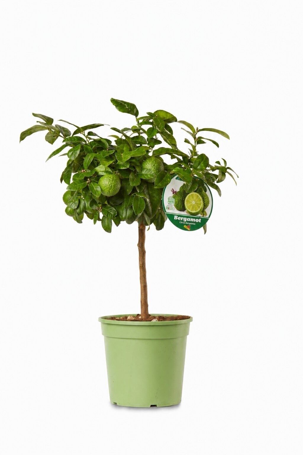 Бергамот мини стем саксия №22