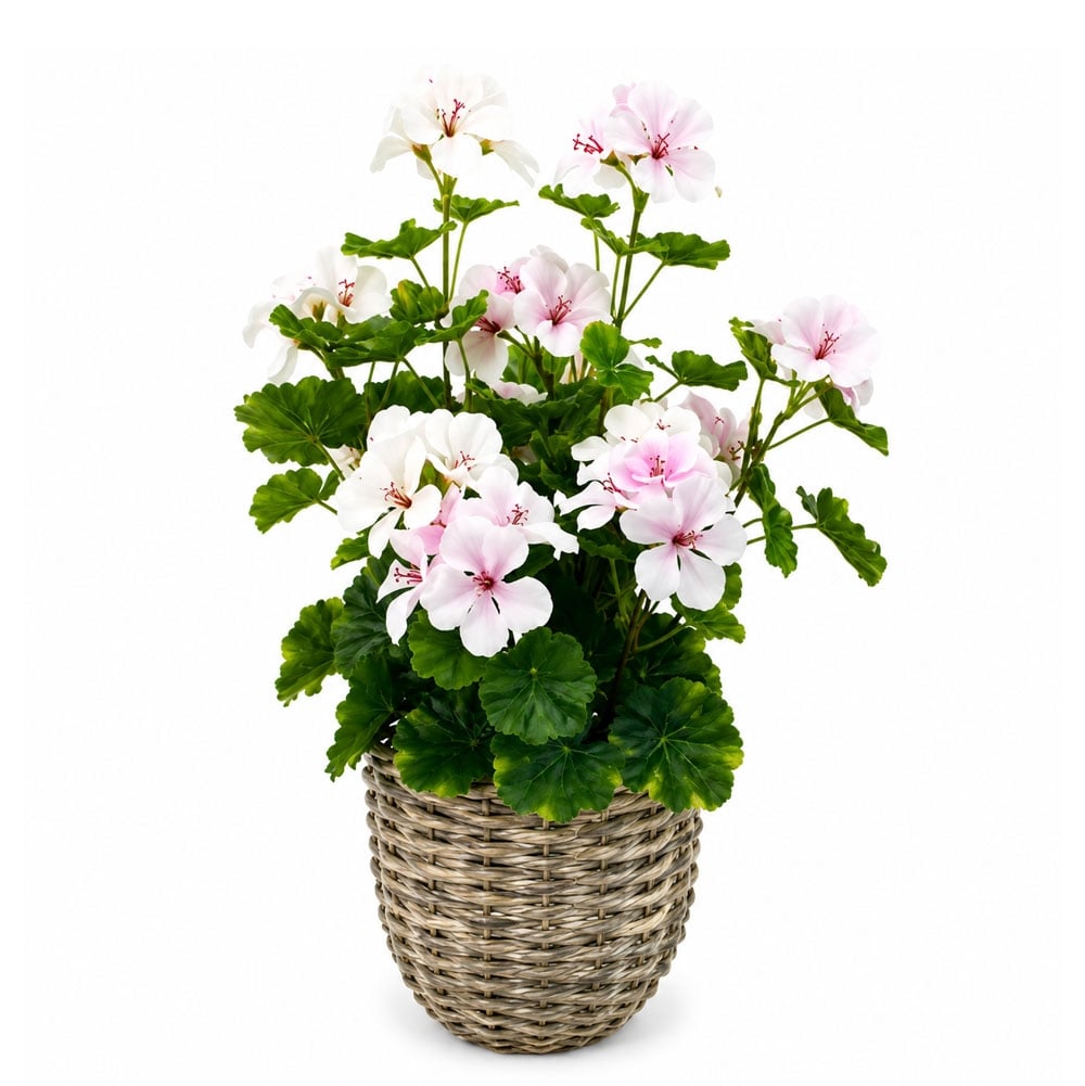 Изкуствена китайска ябълка в ратанова саксия My Garden 150153 светлорозова