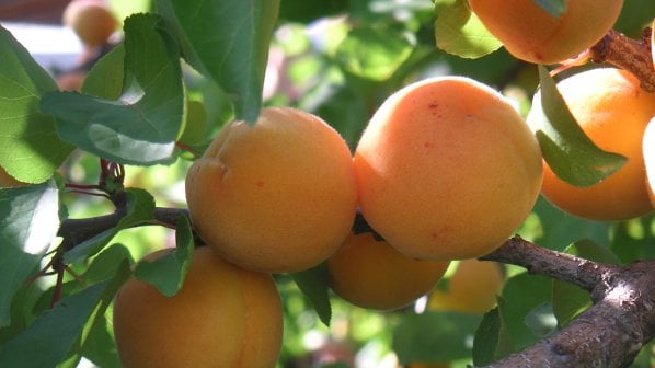 Кайсия с пакетиран корен