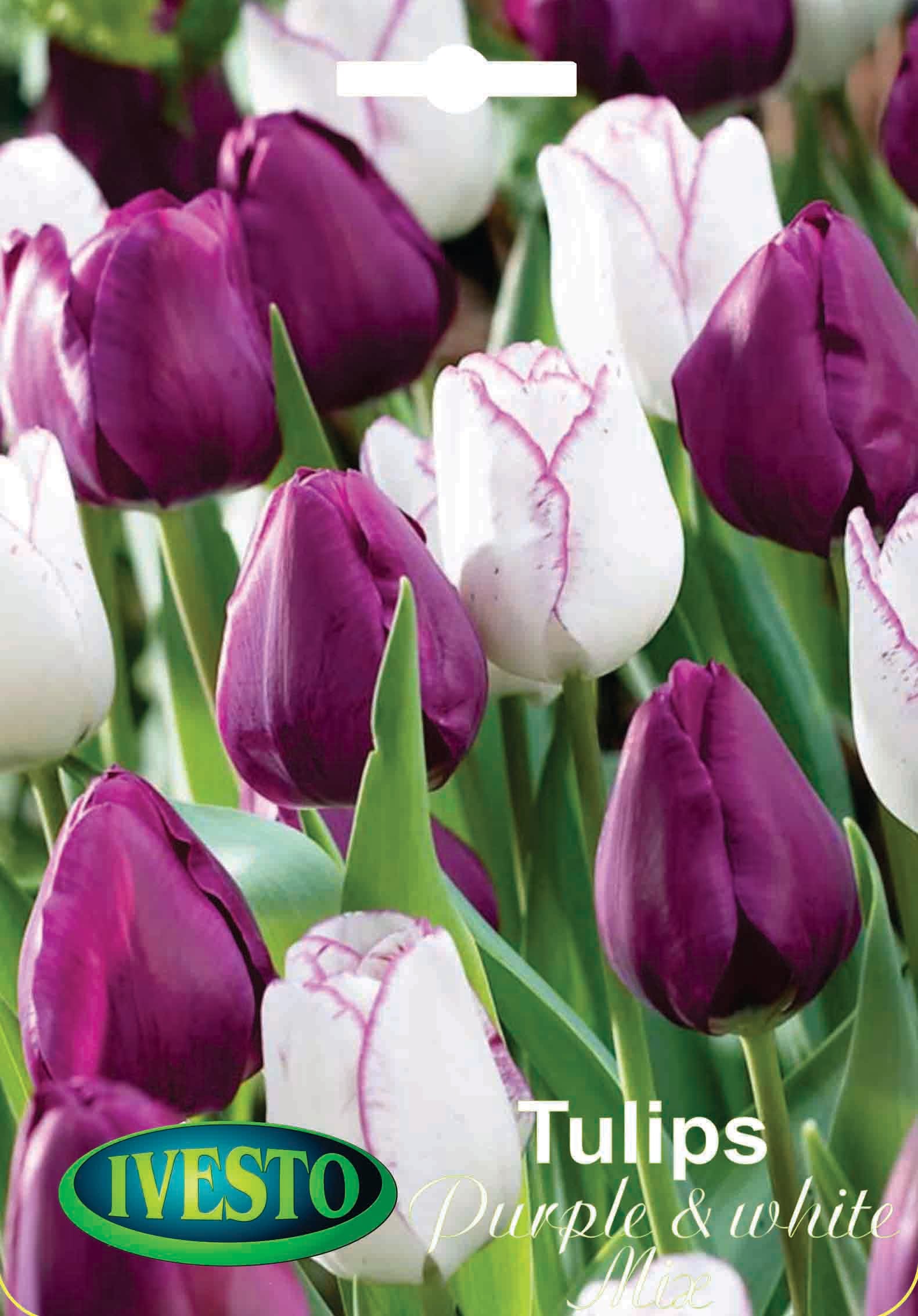 Цветни луковици лалета Purple and white mix 3098