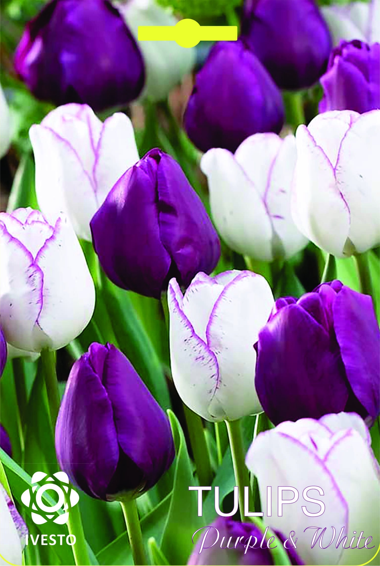 Цветни луковици лалета Purple & White микс