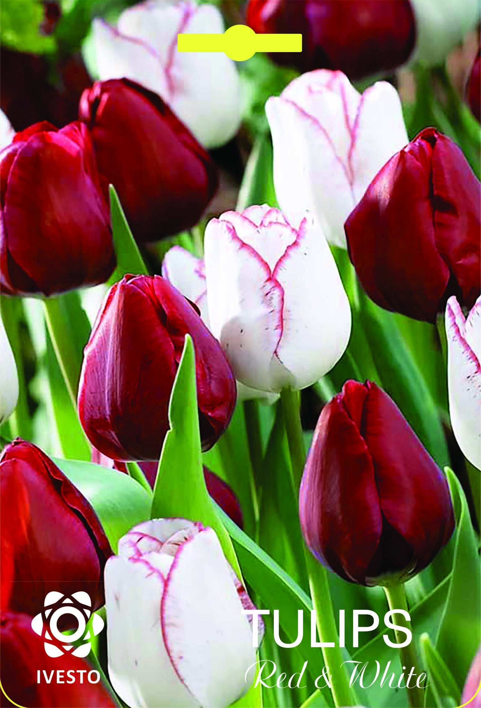 Луковици лале Red & White микс