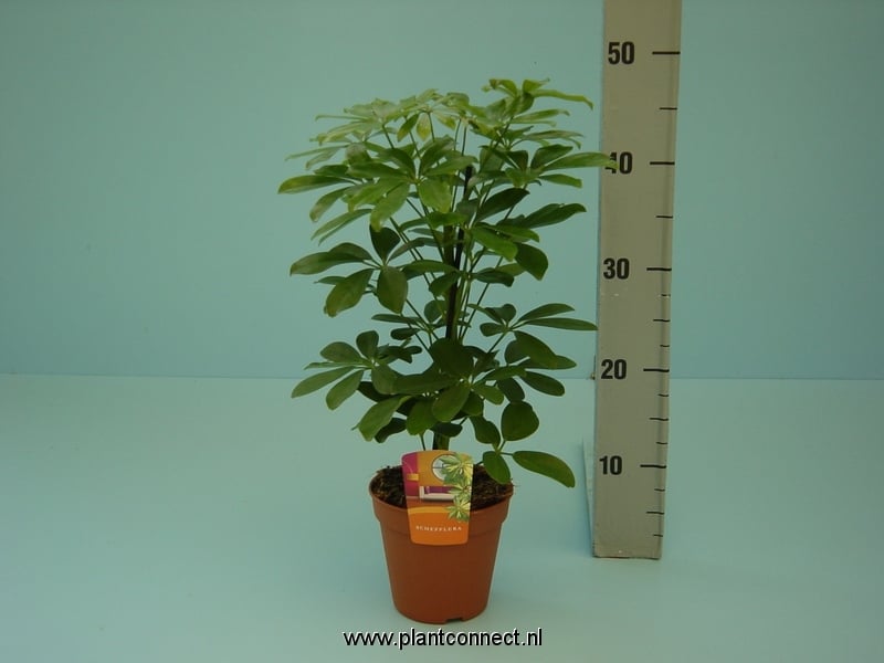 Шефлера  Nora C13