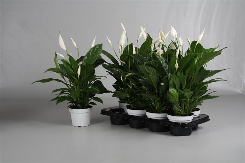 Спатифилум Spathiphyllum C13