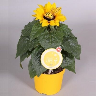 Слънчоглед Sunsation C12