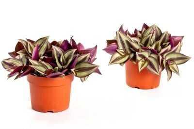 Традесканция Tradescantia C12