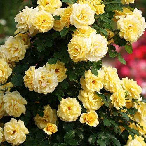 Роза корен Yellow Spring