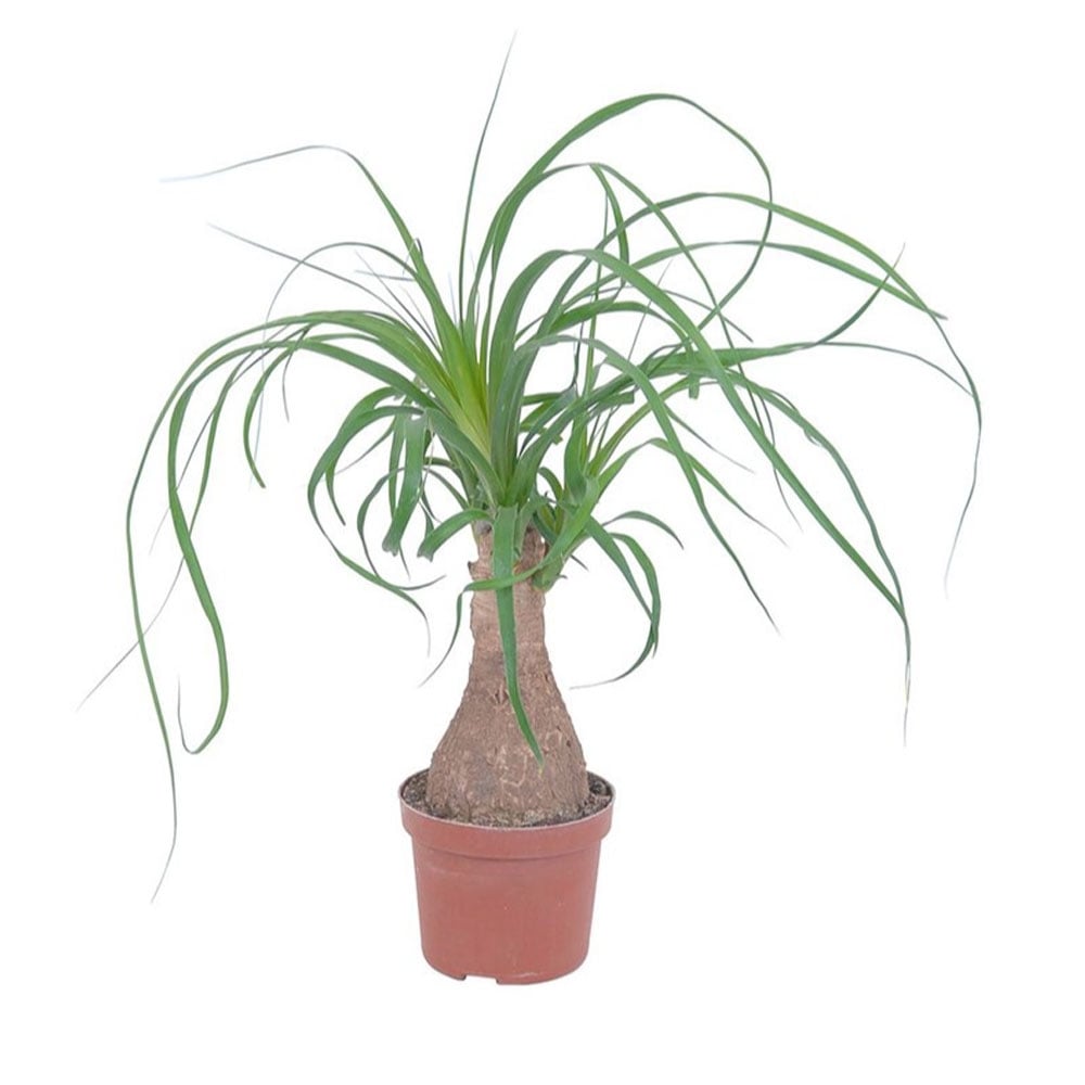 Бокарнея Beaucarnea C9