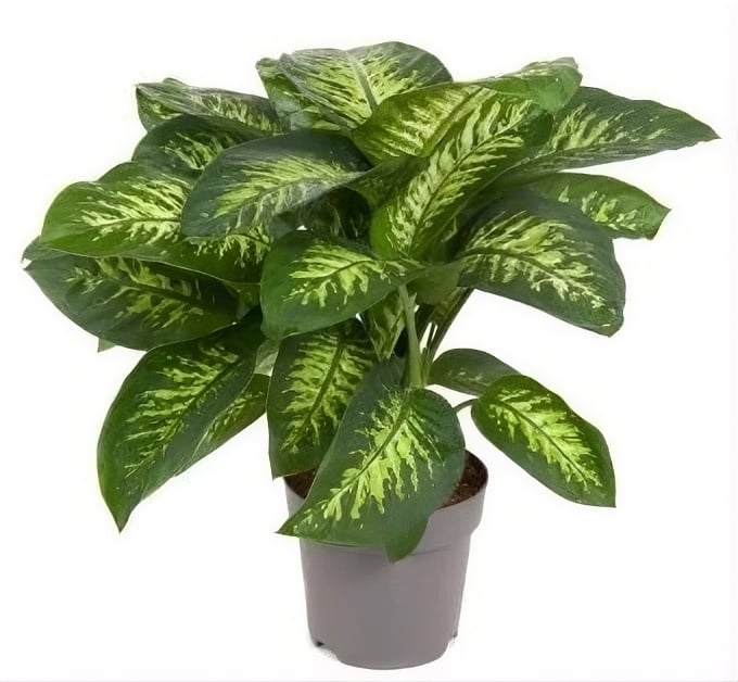Дифенбахия Dieffenbachia D24