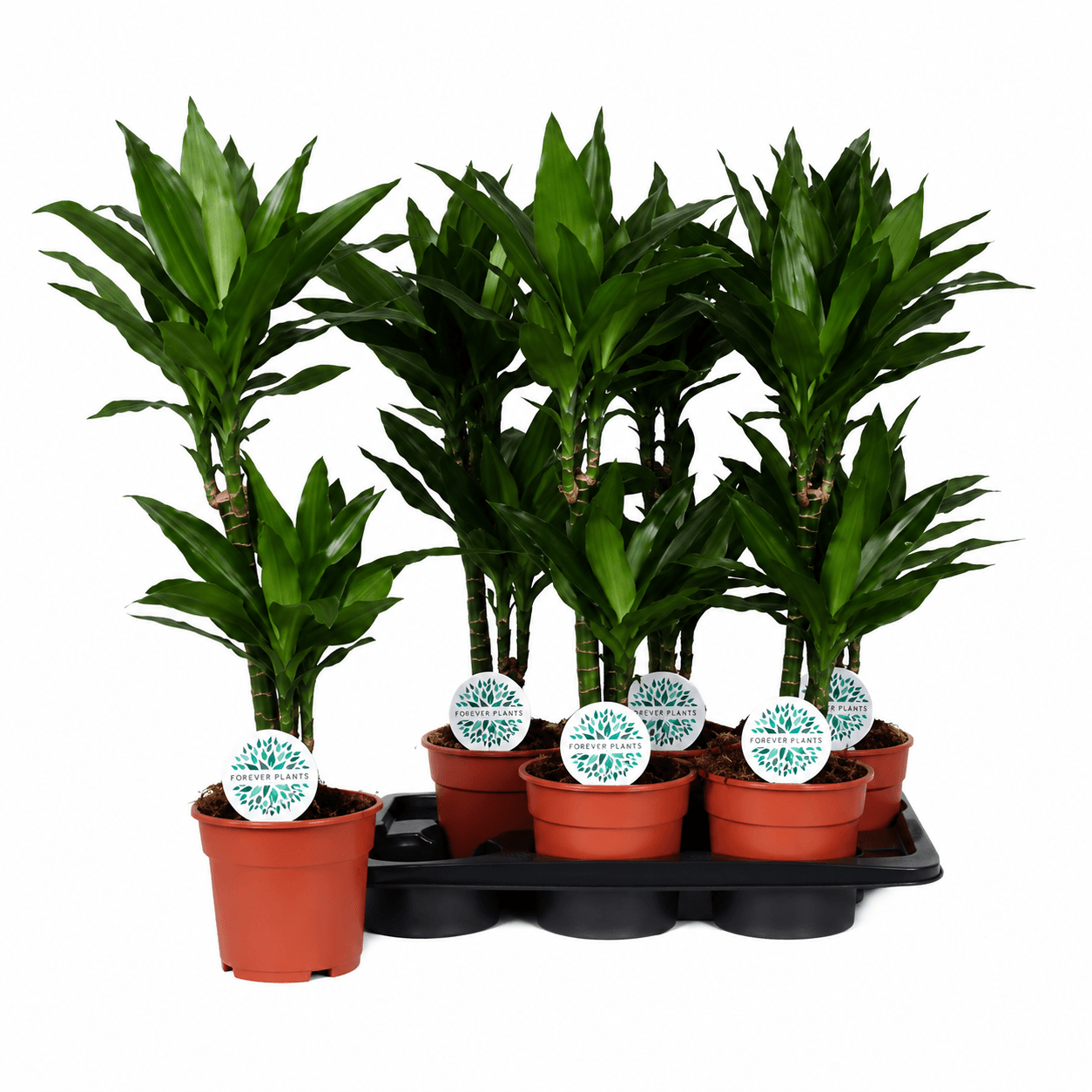 Драцена фрагранс Жанет Dracaena fragrans Janet C17 / H70