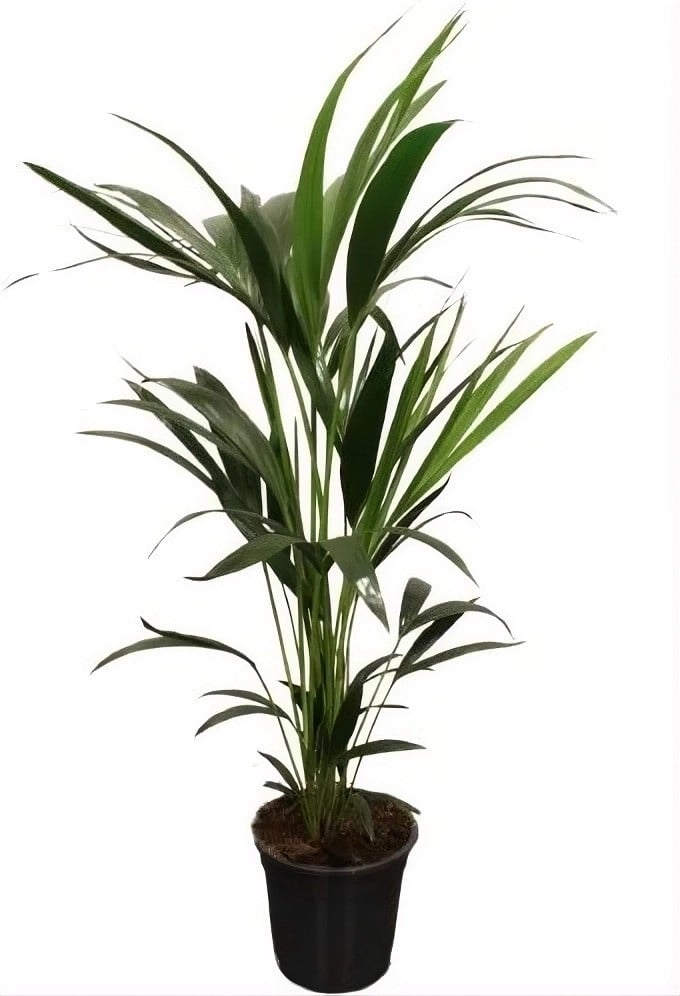Ховея Howea forsteriana C21