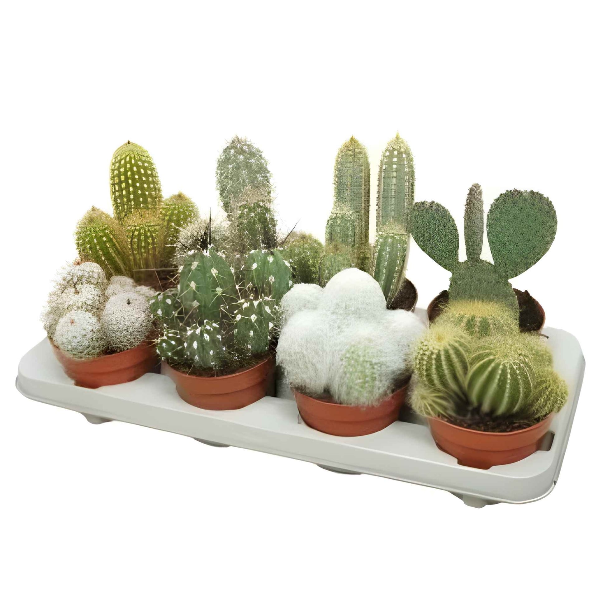 Кактус Cactus Canarias mix C12