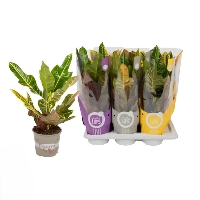 Кротон Codiaeum D17
