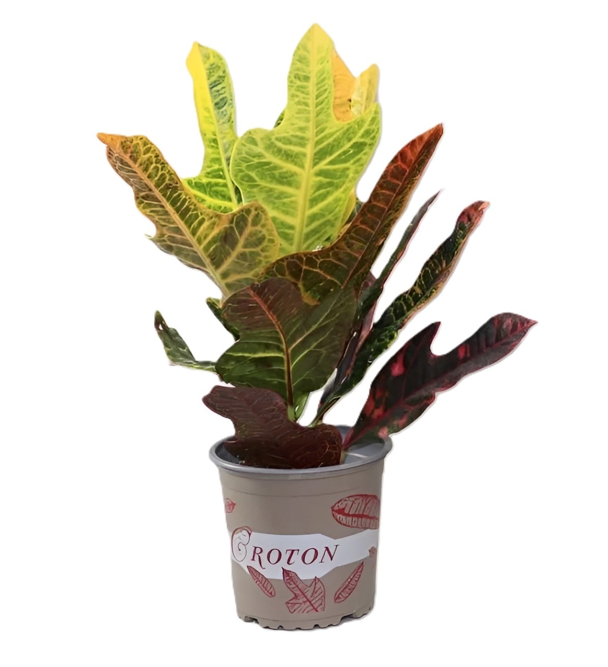 Кротон Croton C17