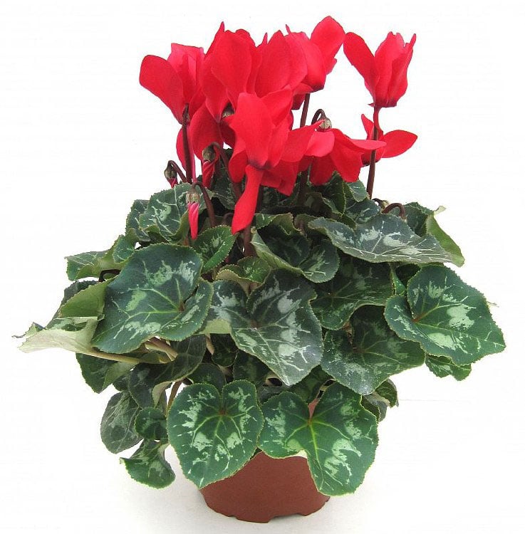 Циклама Cyclamen C12