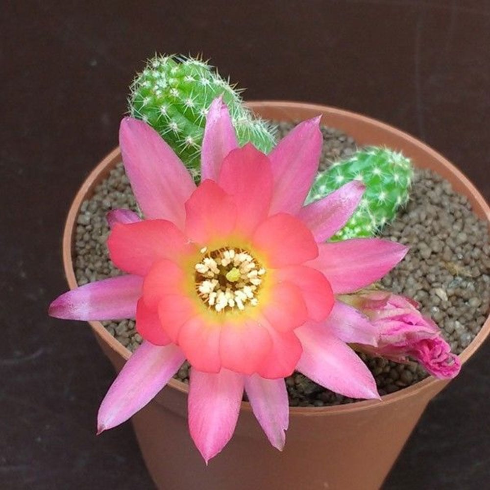 Кактус Chamaecereus С508