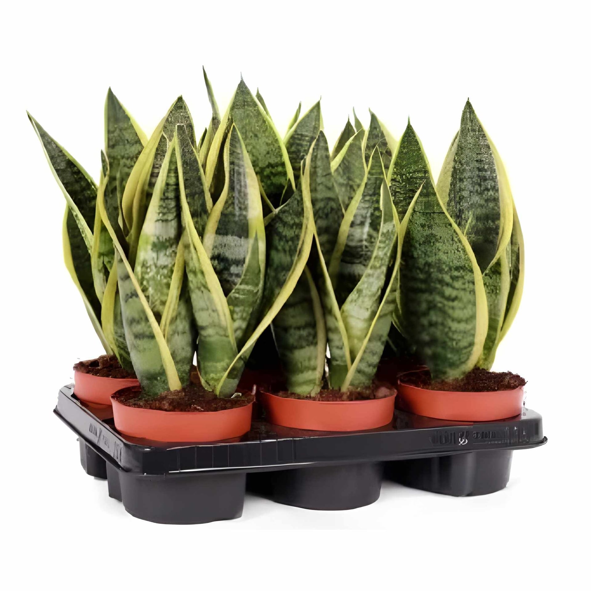 Сансевиера Sansevieria C12