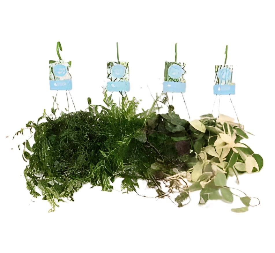 Висящи растения Hanging plants  С14 / H40