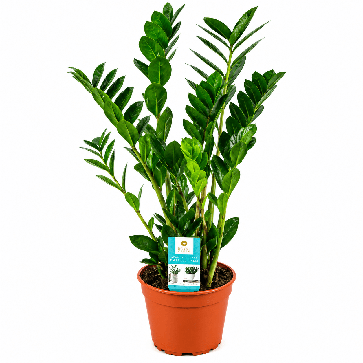 Замиокулкас Zamioculcas C17