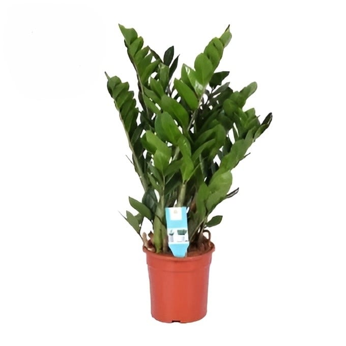 Замиокулкас Zamioculcas IBH С17