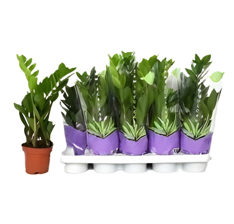 Замиокулкас Zamioculcas C12