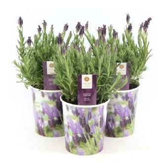 Лавандула / Lavandula C13