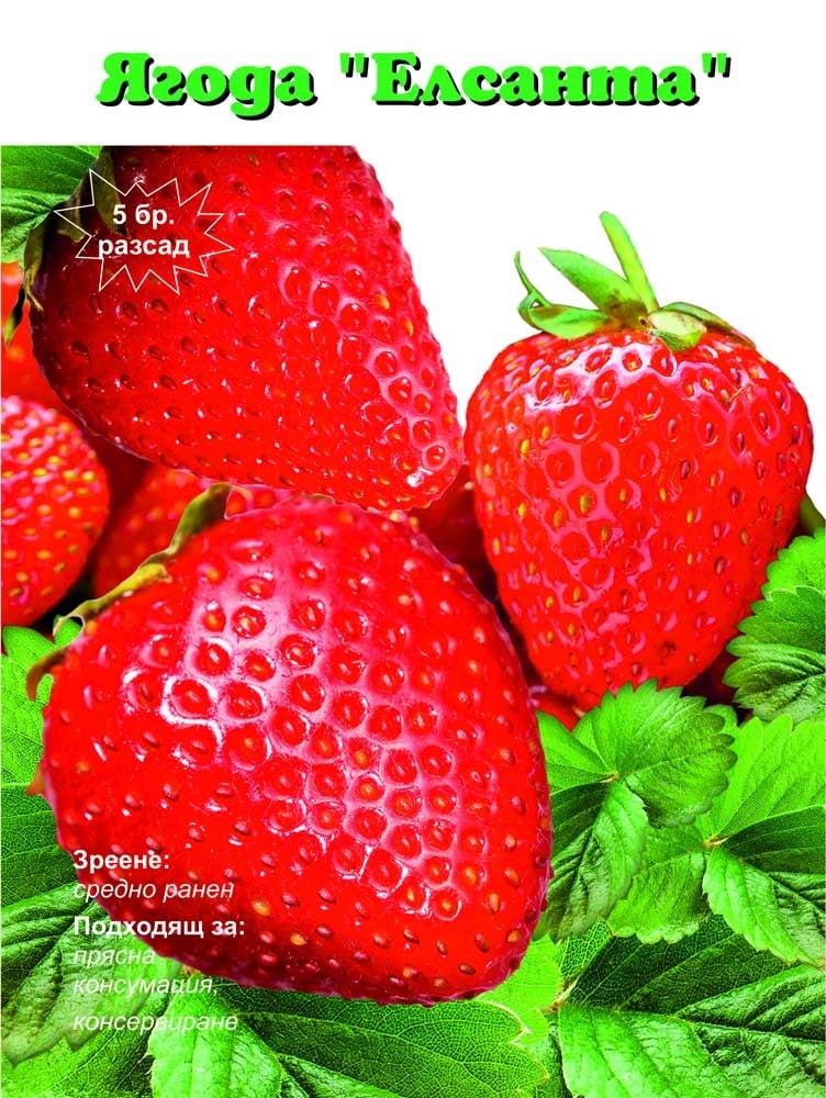 Разсад ягоди Елсанта 5 броя