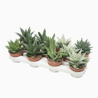 Алое IBH Aloe mix
