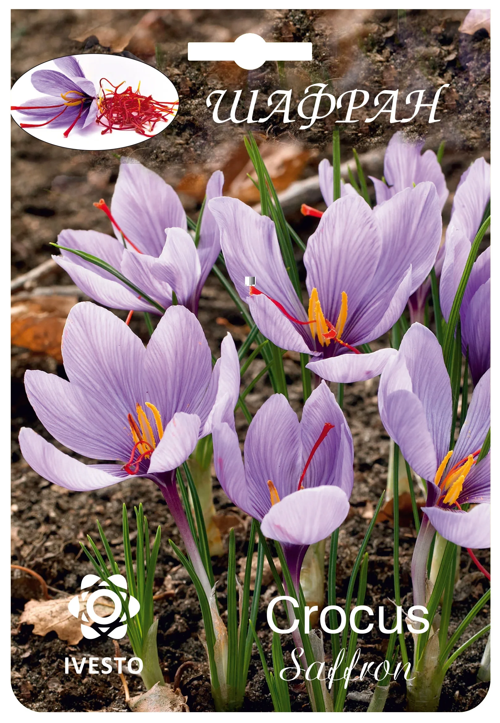 Цветни есенни луковици Crocus Saffron