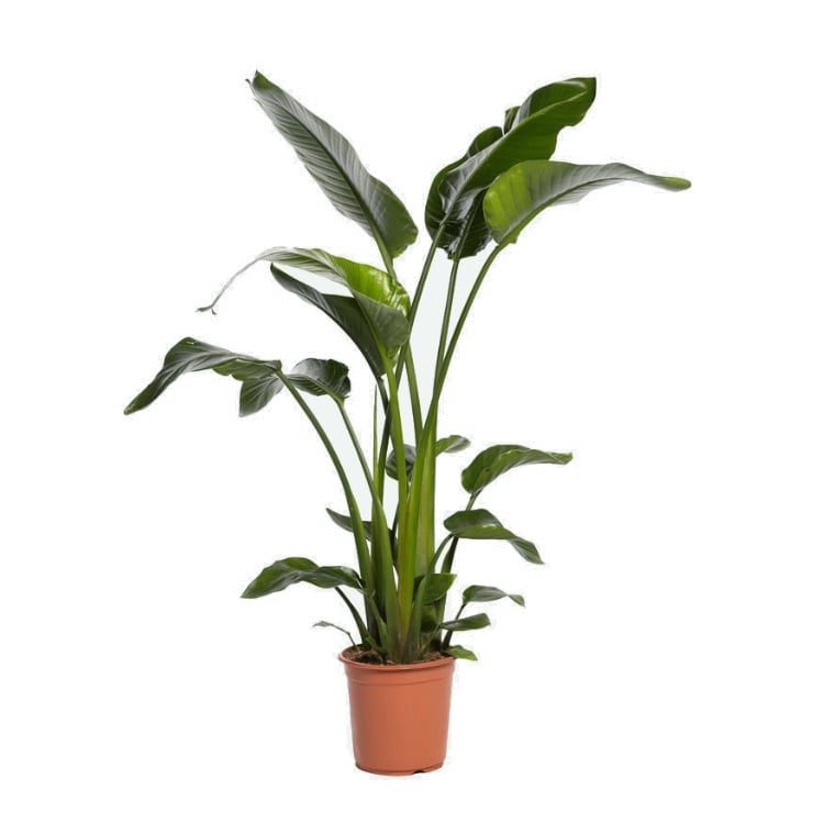 Стрелиция IBH Strelizia Nicolai C24