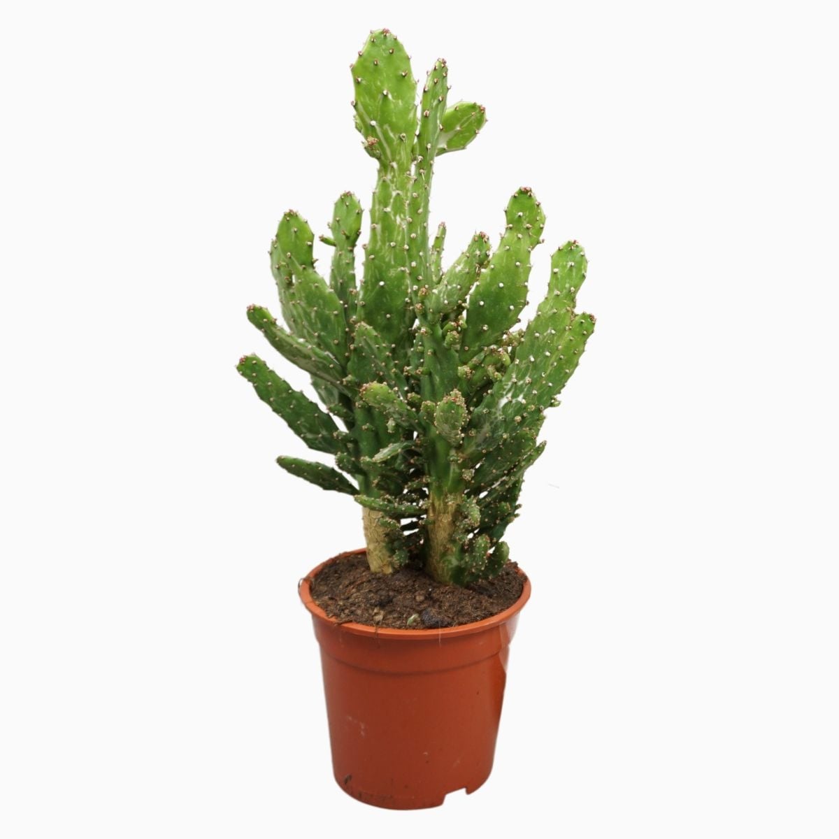 Кактус Опунция / Opuntia ø14см