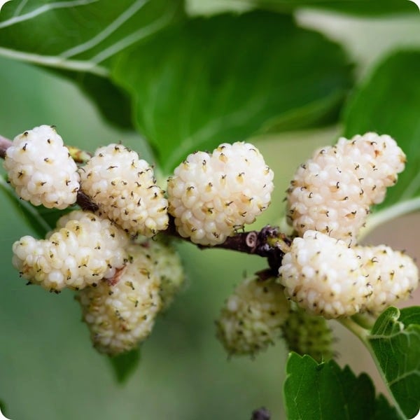 Бяла черница плик