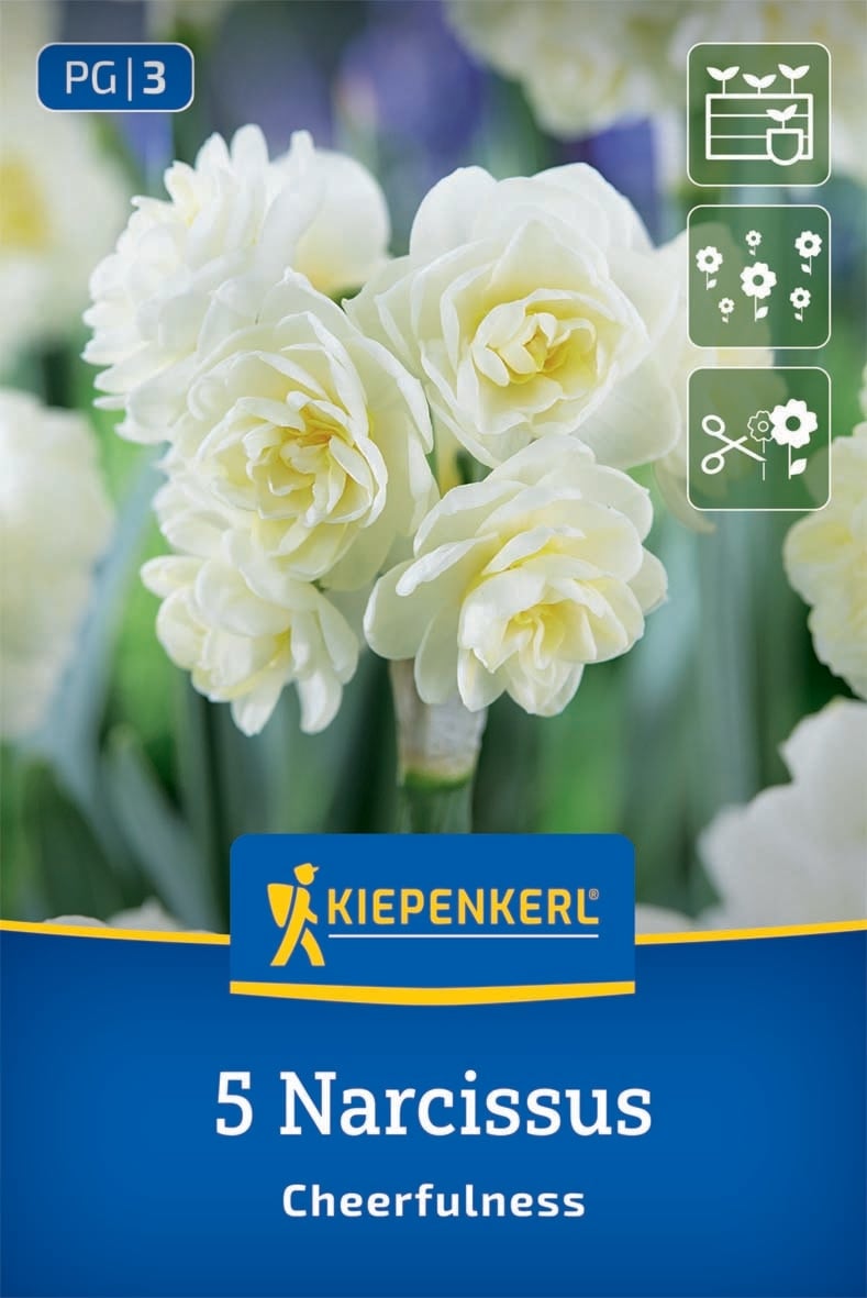 Нарцис Cheerfulness