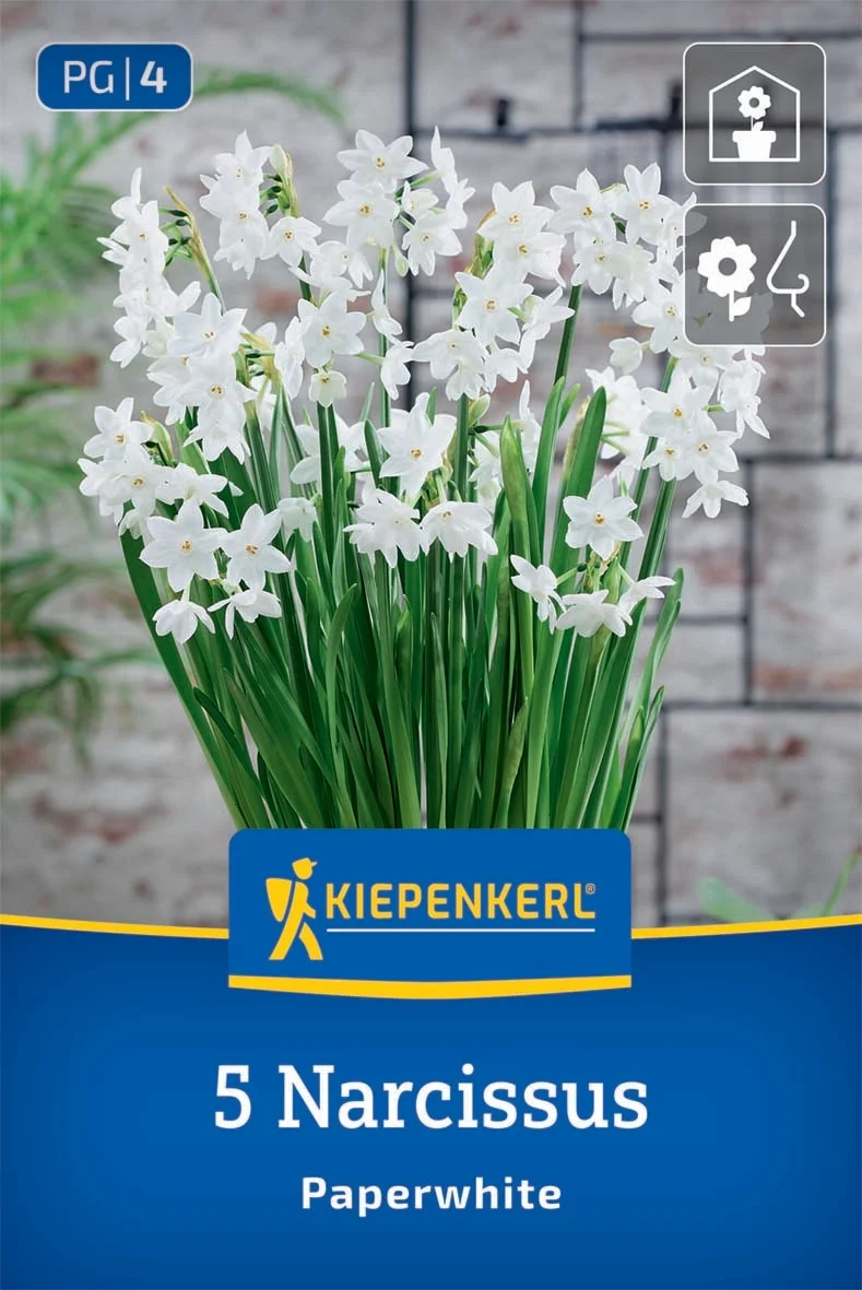 Нарцис Paperwhite зимен