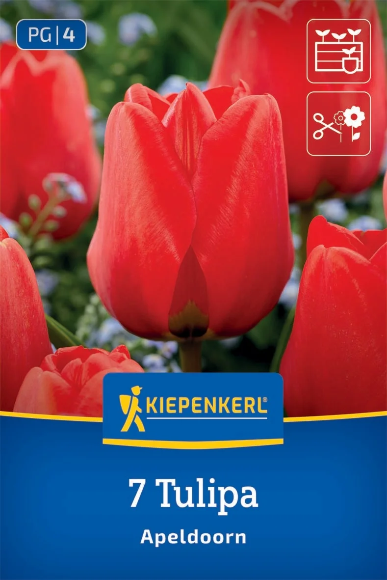 Лале Apeldoorn