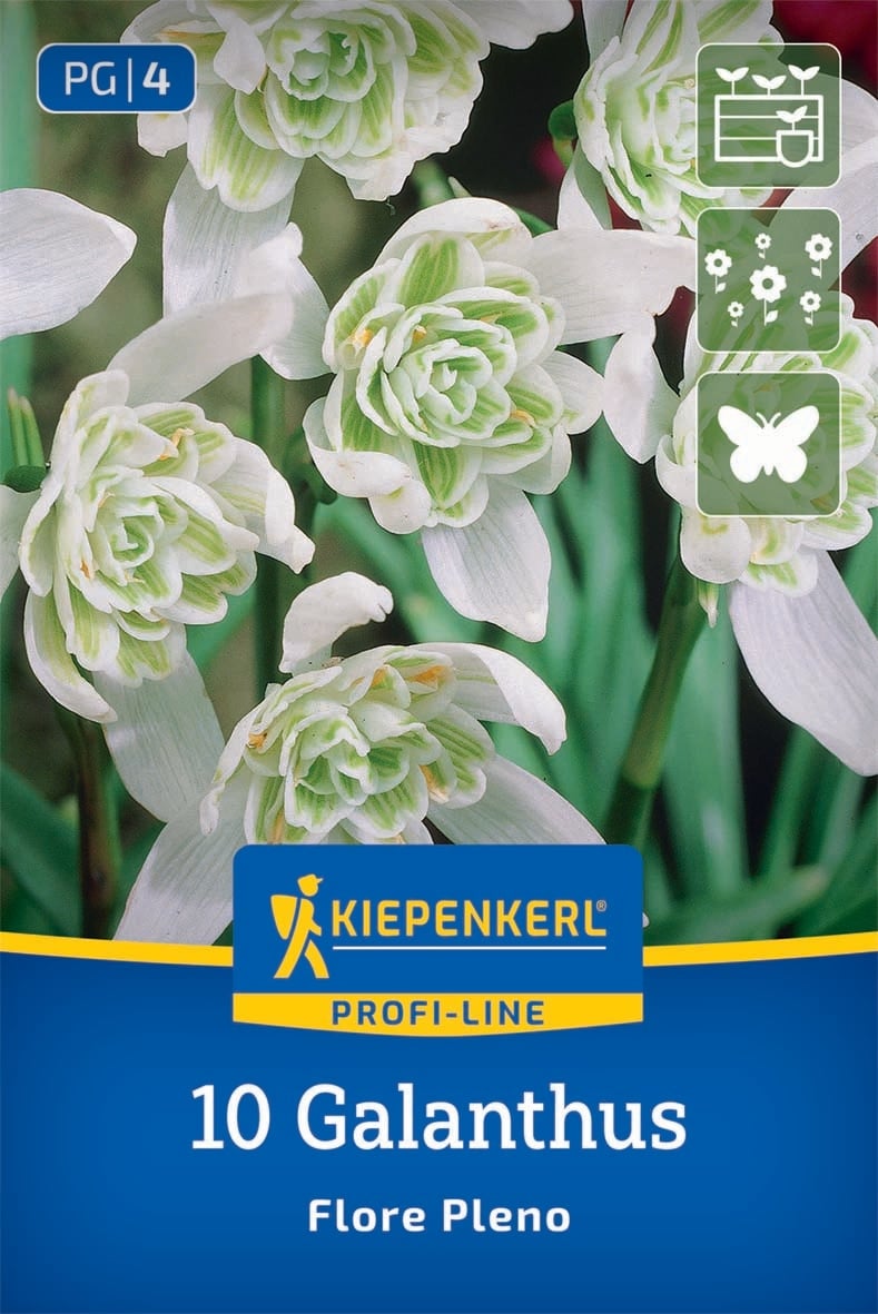 Кокиче Flore Pleno