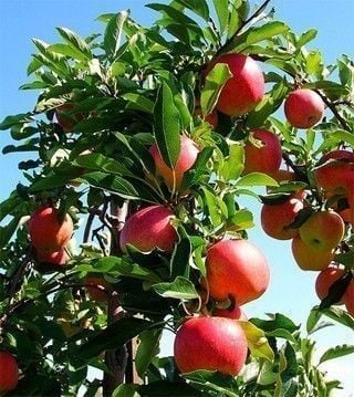 Ябълка дърво с пакетиран корен