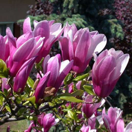 Декоративен храст Магнолия Сюзън в кутия