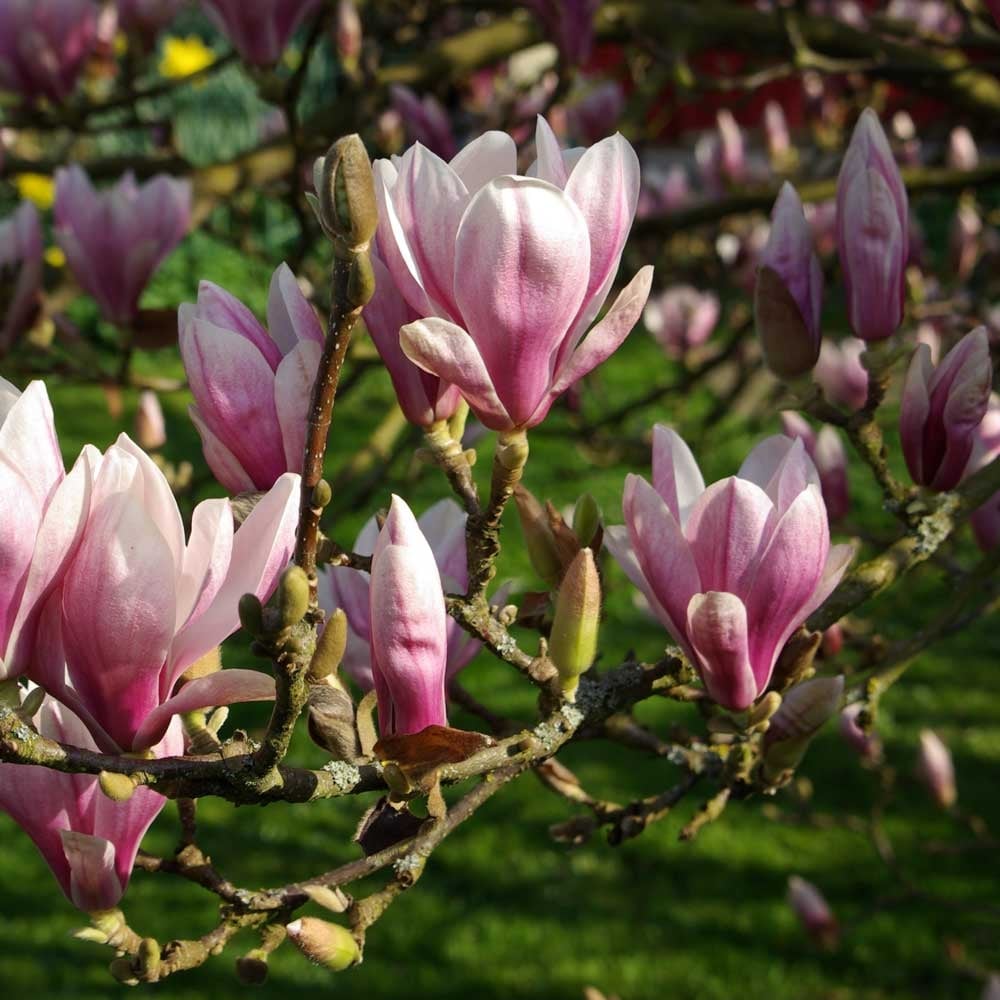 Декоративен храст Магнолия Солангиана в кутия