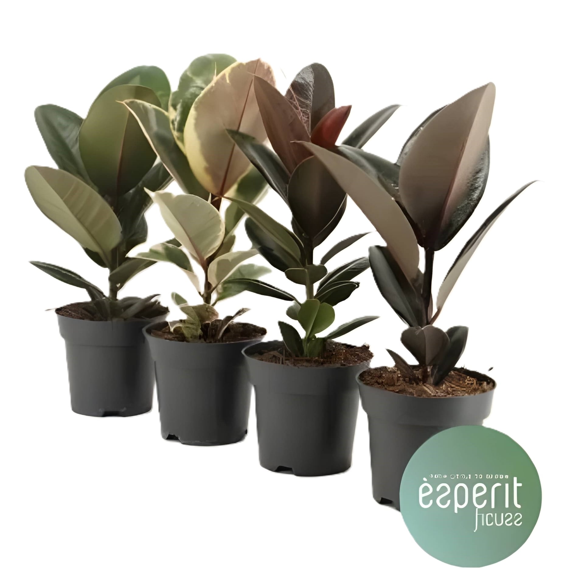 Фикус Elastica C14см